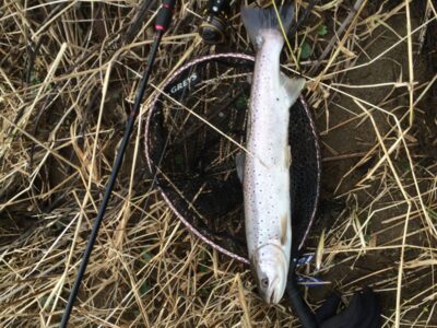 Brown Trout, 2.7 kg — Over Burn