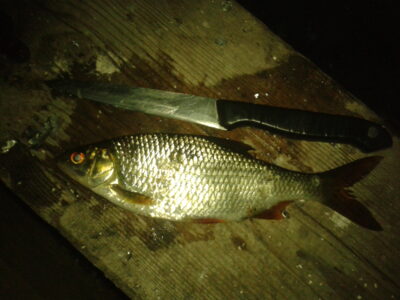 Roach, 0.2 kg — Lėvuo