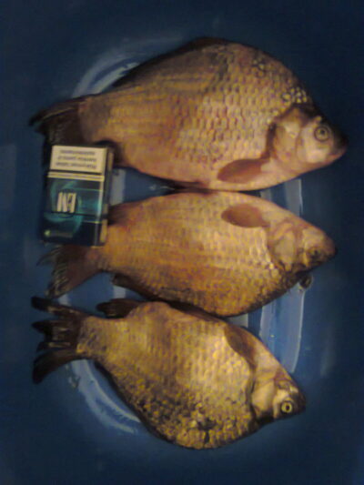 Crucian carp ×3 — Arimaičių