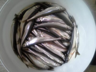 European smelt ×204