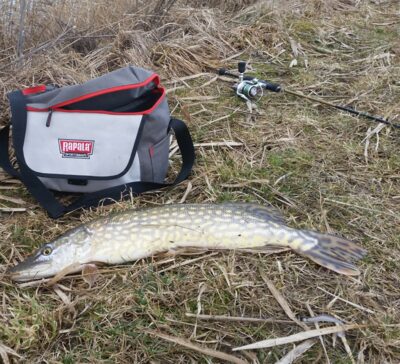 Northern Pike, 1.7 kg