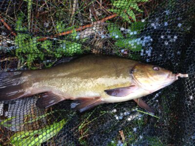 Tench — Juodlė
