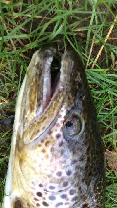 Brown Trout, 2.7 kg — River Don