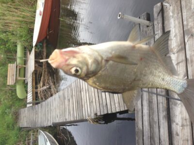 Carp bream — Visnaren