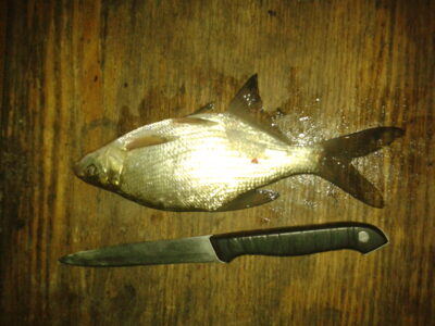 Carp bream, 0.1 kg