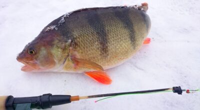 Eurasian perch, 1.3 kg — Šventas