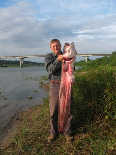 Wels catfish — Neman River