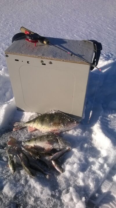 Eurasian perch, 0.5 kg — Akmena