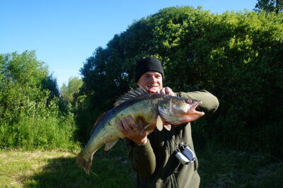 Pike perch, 5.2 kg