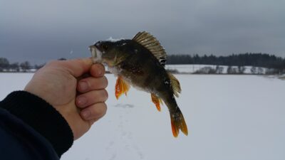 Eurasian perch