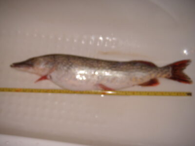 Northern Pike — Gilūšis