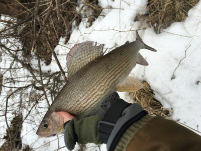 Grayling, 0.5 kg