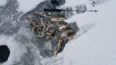 Eurasian perch ×14