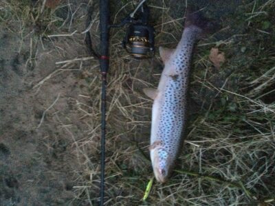 Brown Trout, 1.4 kg — River Don