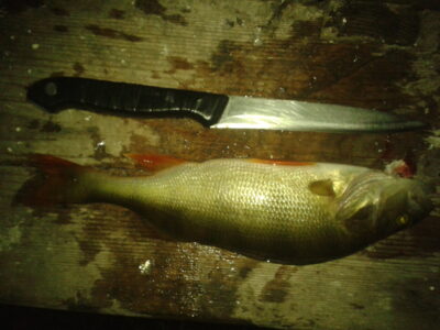 Eurasian perch, 0.3 kg