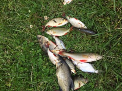 Eurasian perch — Bijotė