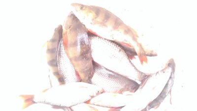 Roach — Mūša