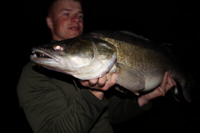 Pike perch, 5.5 kg