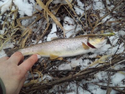 Brown Trout