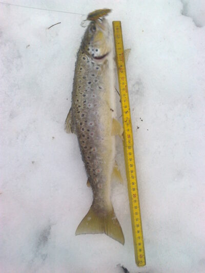 Brown Trout, 0.7 kg — Minija
