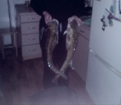 Burbot, 4.6 kg