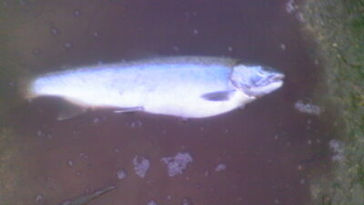 Ocean Trout