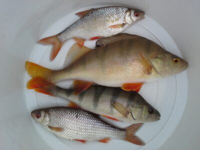Eurasian perch — Dubysa