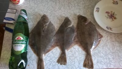 European flounder ×3 — Baltic Sea