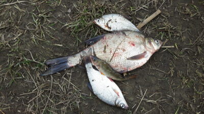 Carp bream