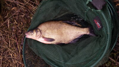 Carp bream, 1.0 kg — Nevėžis