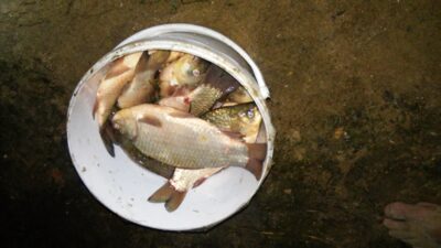 Prussian carp ×23 — Kaunas reservoir