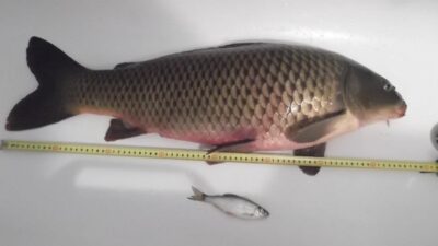 Carp, 7.0 kg