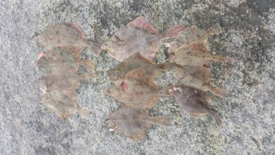 European plaice ×12 — Baltic Sea