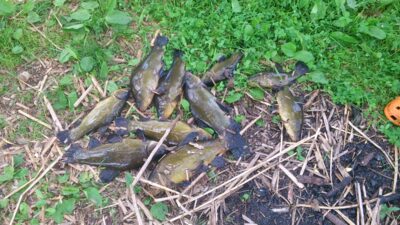 Tench — Neman River