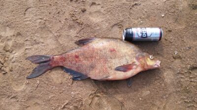 Carp bream — Kaunas reservoir