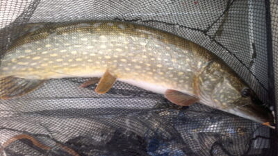 Northern Pike — Bārta