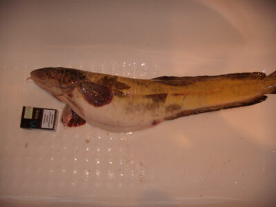 Burbot, 2.9 kg — ATMATA
