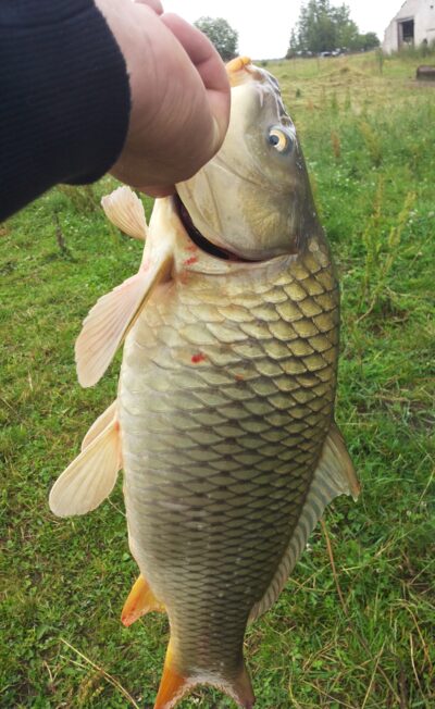 Carp, 3.2 kg — Varduva