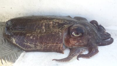 , 2.5 kg — Mediterranean Sea