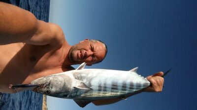 Oceanic bonito, 2.8 kg — Mediterranean Sea