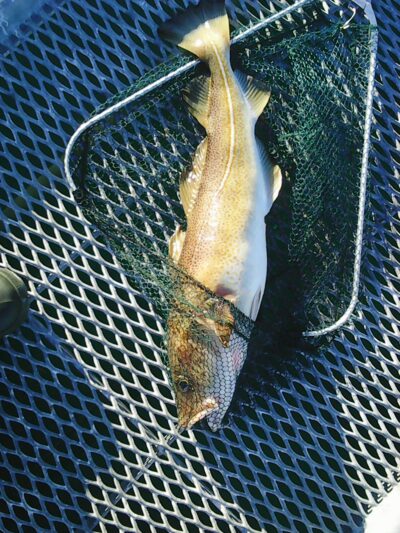 Atlantic cod