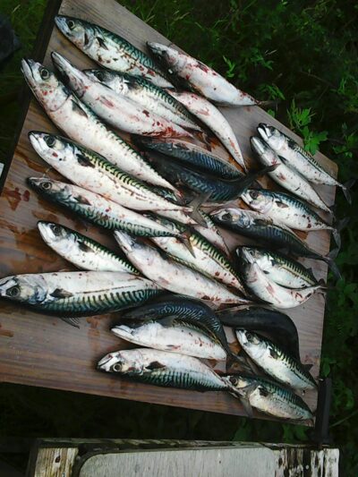 Mackerel