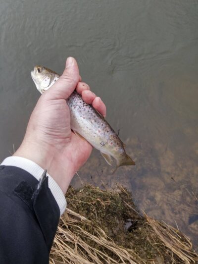 Brown Trout