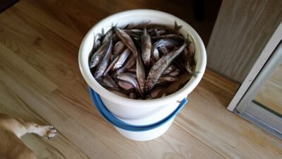 European smelt, 10.0 kg — RUSNĖ