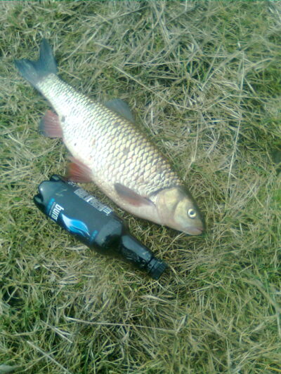 chub, 1.3 kg — Шешупе