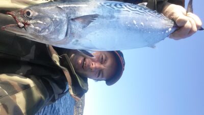Graceful Priapella, 1.3 kg — Mediterranean Sea