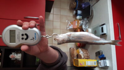 European smelt, 0.1 kg — ATMATA