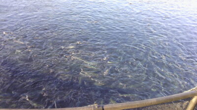 Atlantic salmon