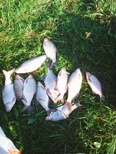 Silver Bream