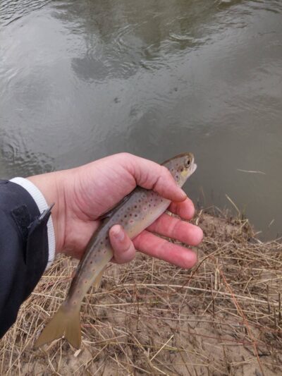 Brown Trout